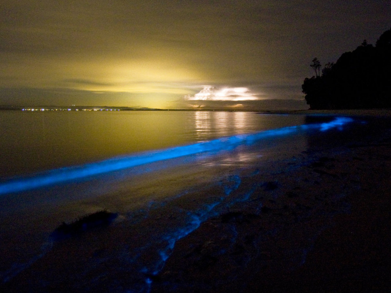 bioluminescent kayak tour tomales bay