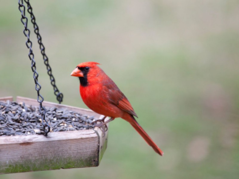 Attract Beautiful Birds to Your Backyard North Kingstown, RI Patch