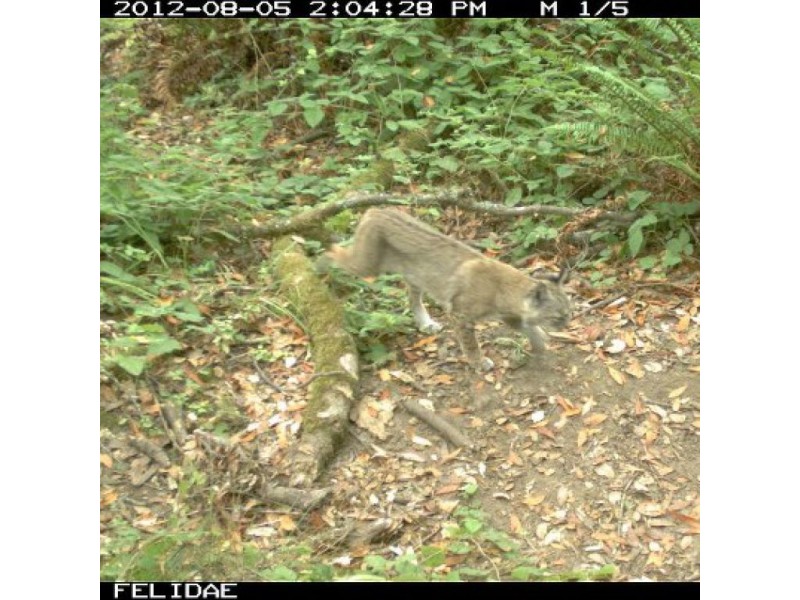 Mountain Lions Vs. Bobcats: Do You Know the Difference? | San Anselmo