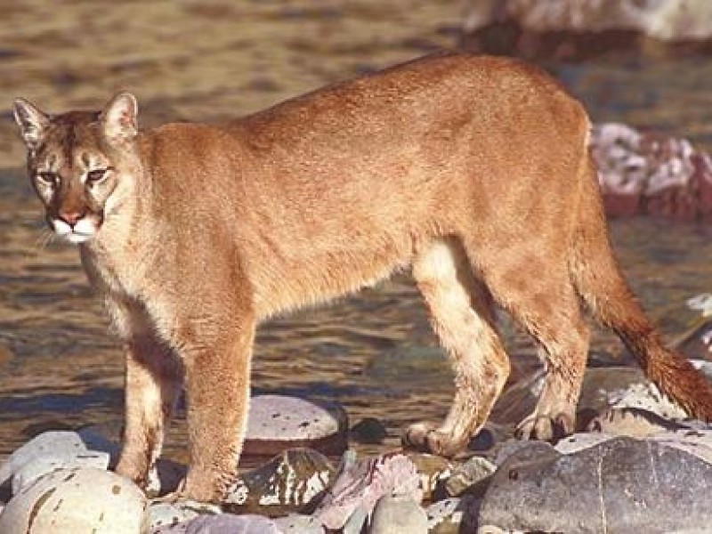 What is the comparison of the mountain lion versus the cougar?