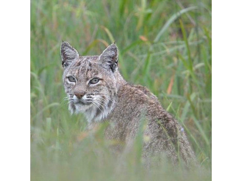 Mountain Lions Vs Bobcats Do You Know The Difference San Anselmo   8873de597f4dfdbe2d9bc45357f75514 