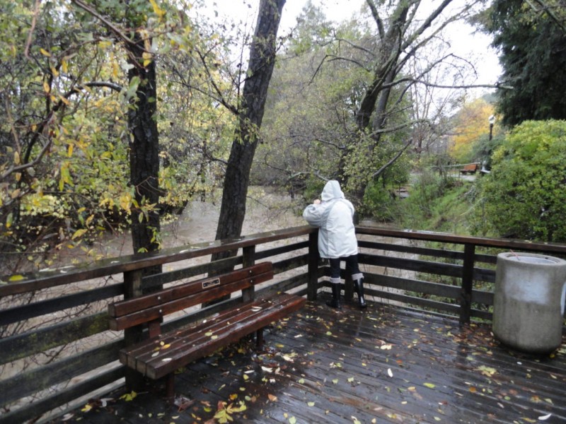 STORM PHOTOS San Anselmo, Fairfax Creeks Inches Away From Flooding