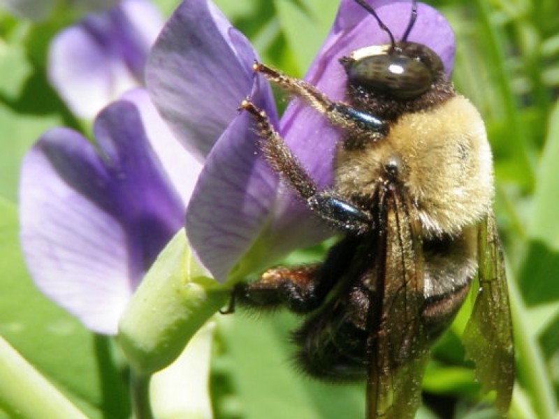 In Praise of Carpenter Bees South Whitehall, PA Patch