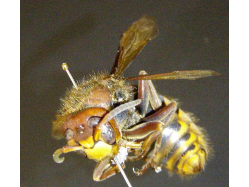 Cicada Killer Wasps Gentle Giants South Whitehall, PA Patch
