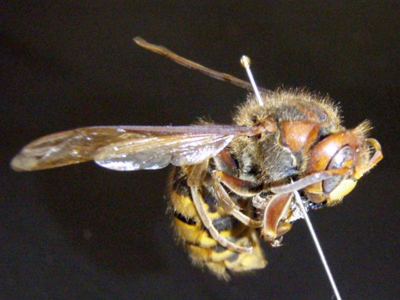 Cicada Killer Wasps Gentle Giants South Whitehall, PA Patch