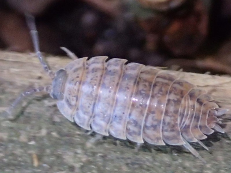 Holy Moly, It's a Roly-Poly! | South Whitehall, PA Patch