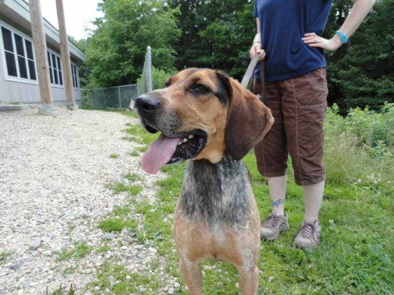 Bedford Dog Park Approved Bedford, NH Patch