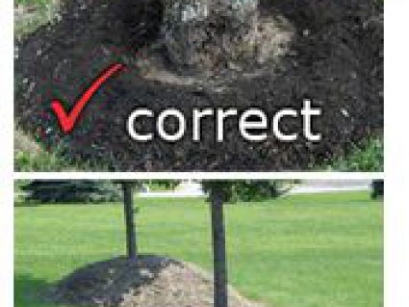 When Mulching, Think Donut, Not Volcano Moorestown, NJ Patch