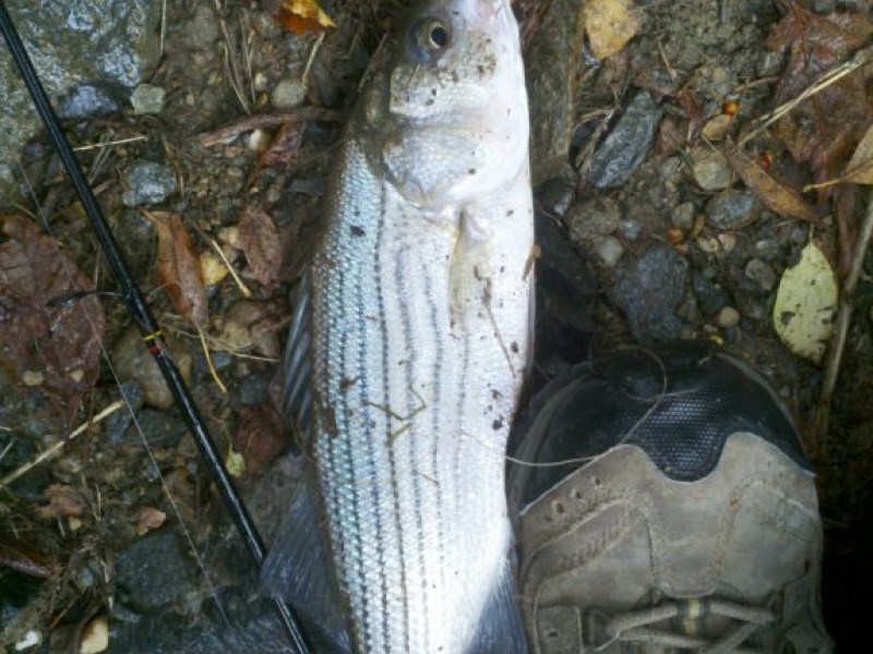 Occoquan Reservoir Fishing Map
