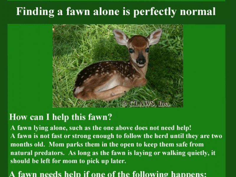 Be A Dear Leave The Fawns Alone Greenwich Ct Patch