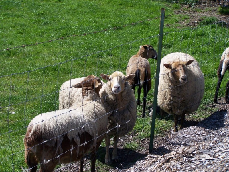 The Sheep Are Getting Skinny! San Ramon, CA Patch