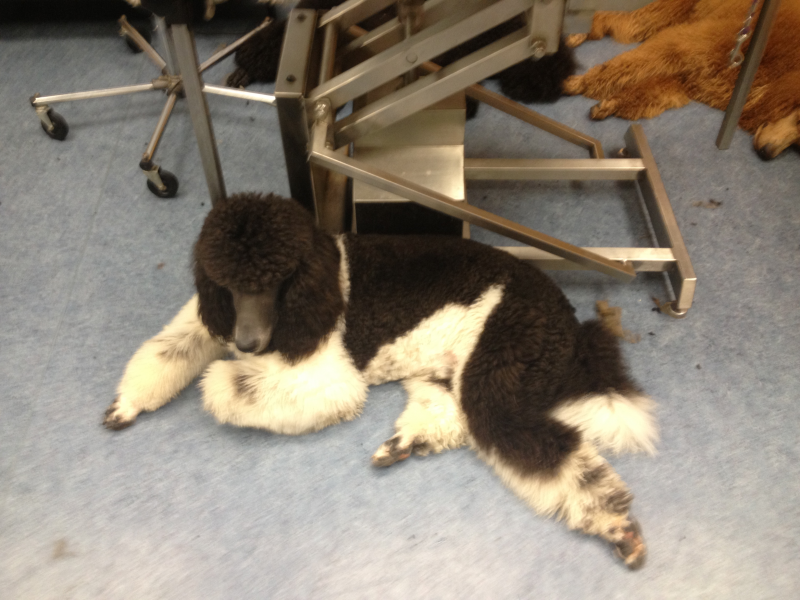 brookline dog grooming brookline dog grooming
