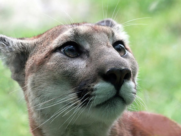 Mountain Lion Sighting in Greenwich - White Plains, NY Patch