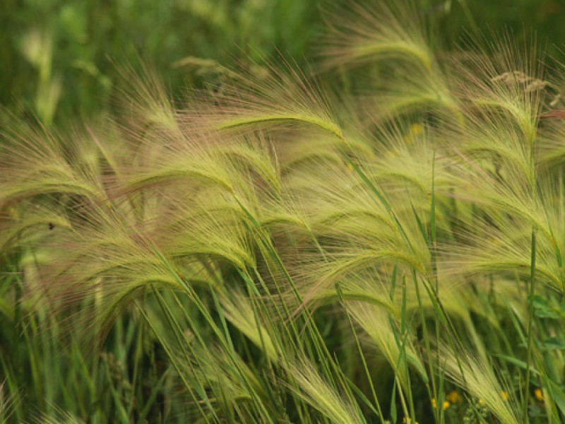 Pet Week Why Foxtails are Dangerous for Dogs Poway, CA Pet Week Why Foxtails are Dangerous for Dogs Poway, CA