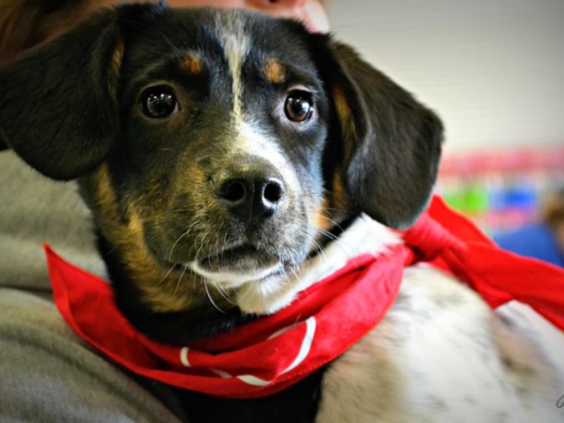 Adoptable Pets Yellow Lab, Jack Russel Terrier, Mix Puppy Needs a Home