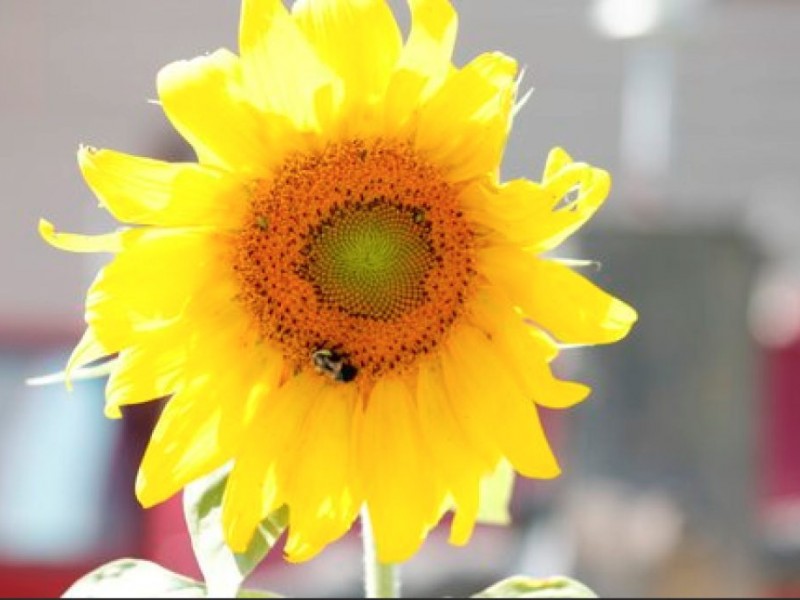 READER PHOTOS Sunflower Farm Crystal Lake, IL Patch