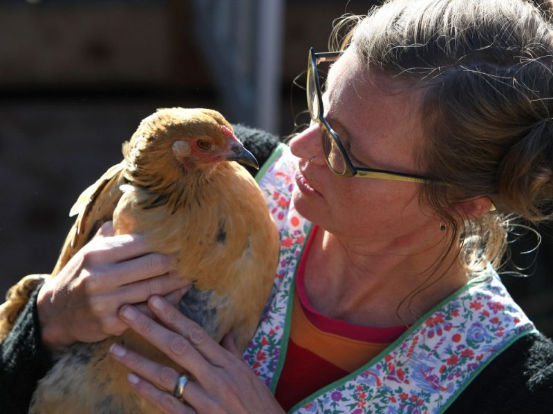 Learn How to Raise Your Own Chickens in Dunedin Dunedin, FL Patch