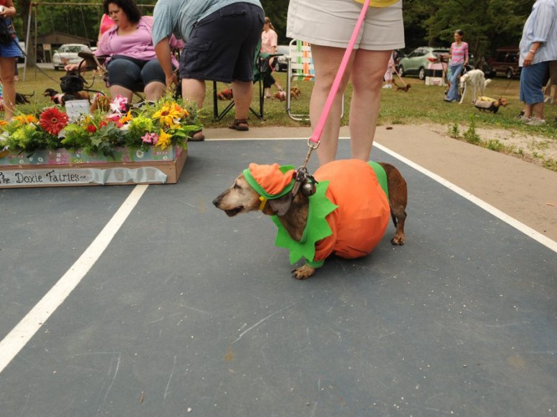 15th Annual Northeast Ohio Dachshund Picnic Held In Northeast Ohio