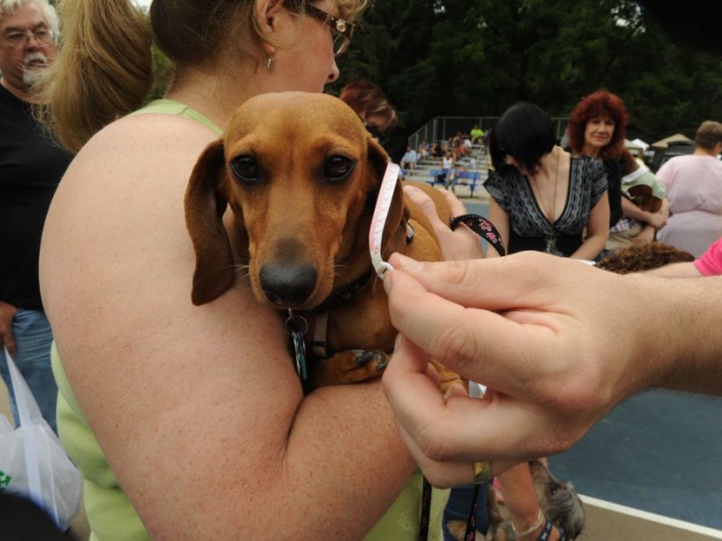 15th Annual Northeast Ohio Dachshund Picnic Held In Northeast Ohio