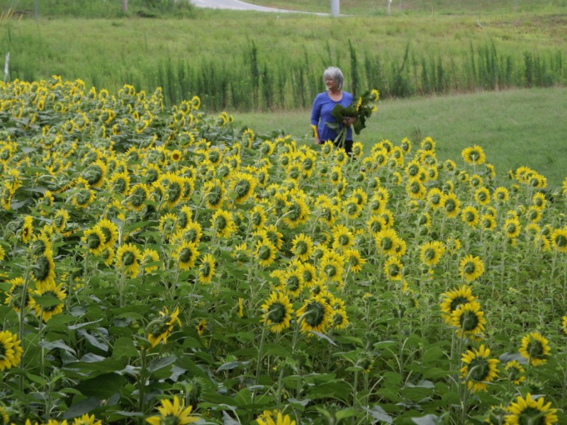 Viewfinder Sunflower Fields Forever Cumming, GA Patch