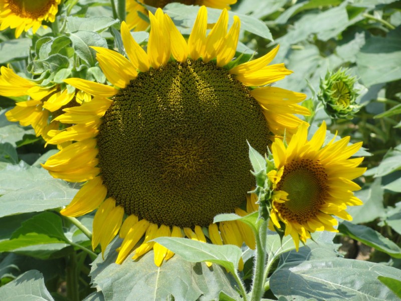 Viewfinder Sunflower Fields Forever Cumming, GA Patch
