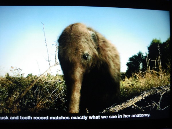 When Mammoths And Mastodons Walked The Earth Missouri History Museum Takes Visitors Back In