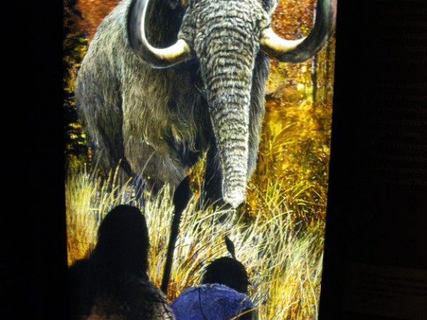 When Mammoths And Mastodons Walked The Earth Missouri History Museum Takes Visitors Back In