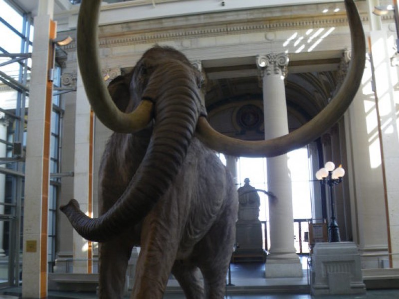 When Mammoths And Mastodons Walked The Earth Missouri History Museum Takes Visitors Back In