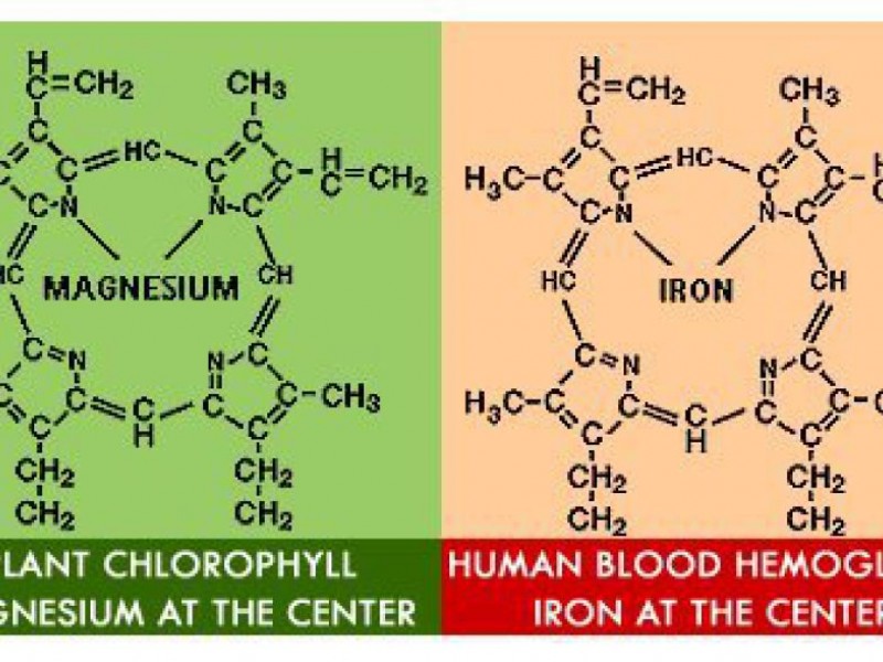 Hemoglobin vs Chlorophyll