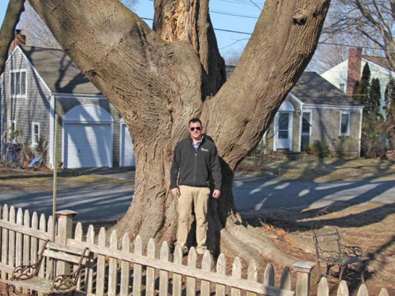 Of the 100 Biggest Trees in Connecticut, Four Are in Old Lyme, Lyme