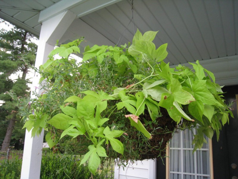 The Best Plants for Hazy, Hot, Humid St. Louis Town And