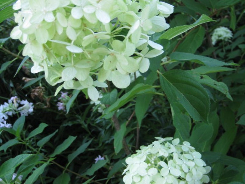 Heavenly Hydrangeas Town And Country, MO Patch