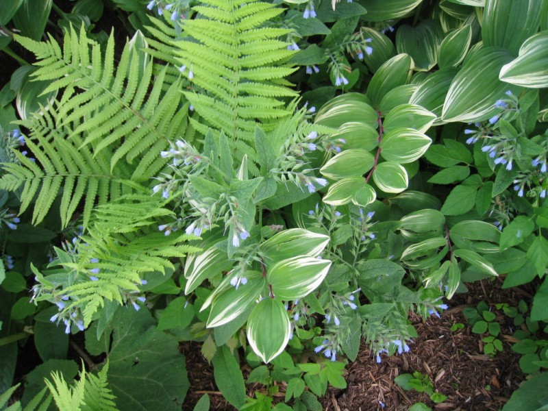 My "Top 10" Perennials for the Shade Garden Town And