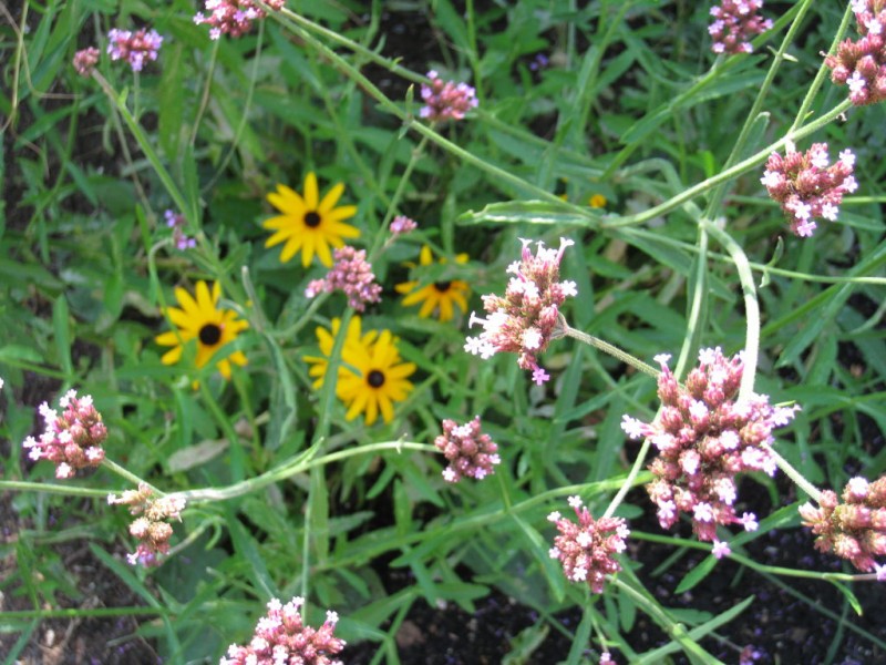 My Top 10 Perennials for the Sun Garden Town And Country, MO Patch