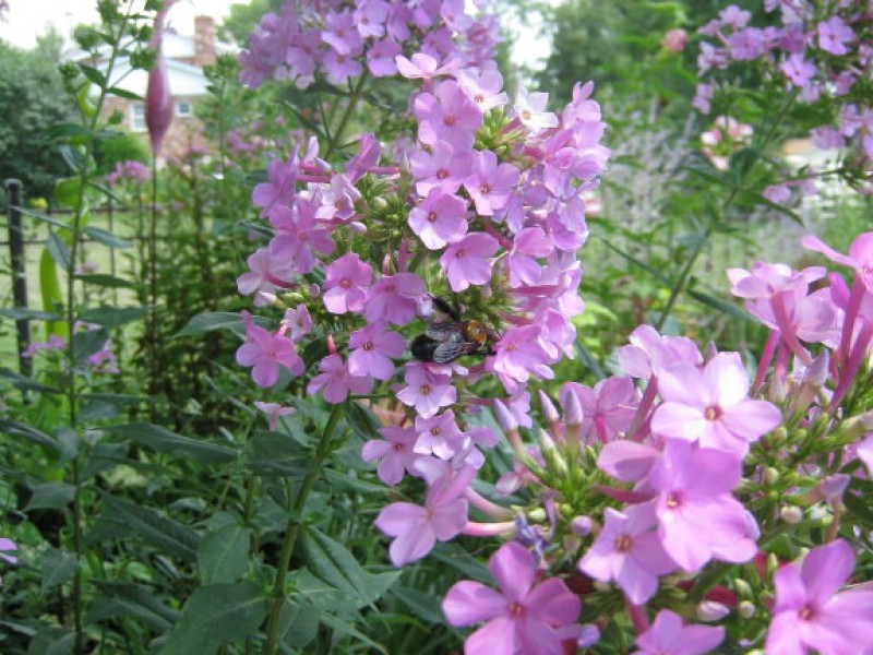 My Top 10 Perennials for the Sun Garden Town And Country, MO Patch