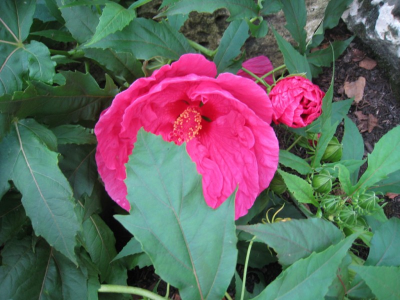 My Top 10 Perennials for the Sun Garden Town And Country, MO Patch
