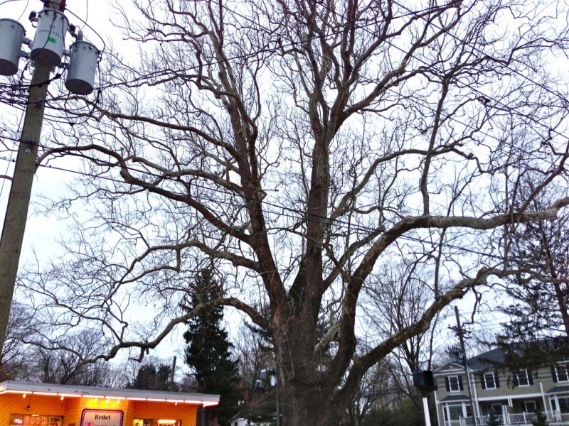 Did You Know Bethel Has One of Connecticut's Biggest Trees? Bethel