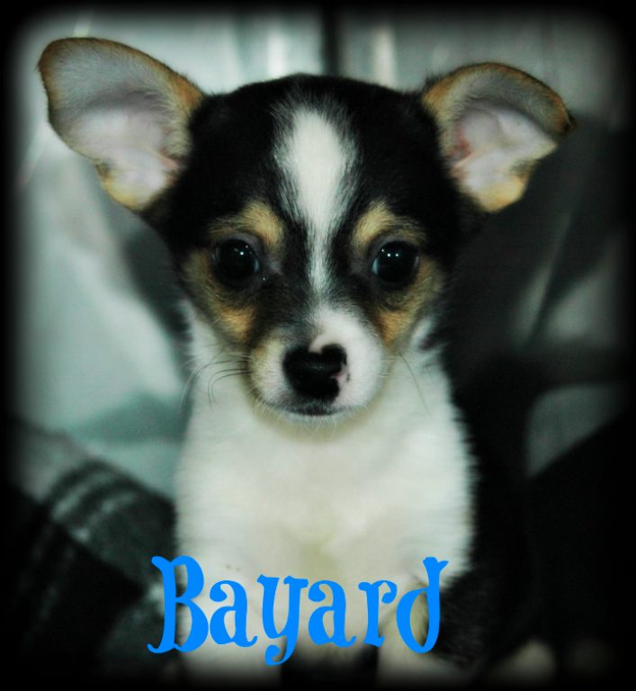 Adopt A Puppy This Weekend at Petco in Stratford Stratford, CT Patch