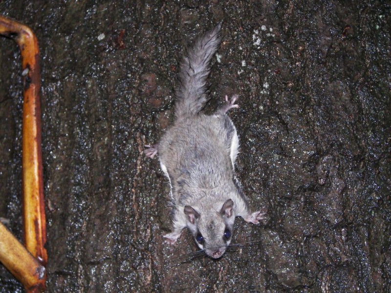 Flying Squirrels Seldom Seen But Common East Brunswick, NJ Patch