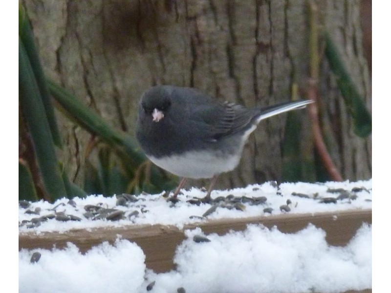 Backyard Feeder Birds - The Junco, Our Winter Snowbird | East Brunswick