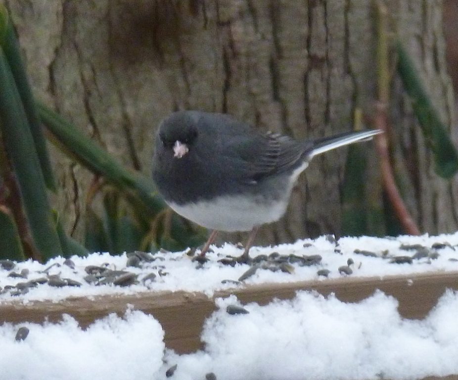 Backyard Feeder Birds The Junco, Our Winter Snowbird East Brunswick