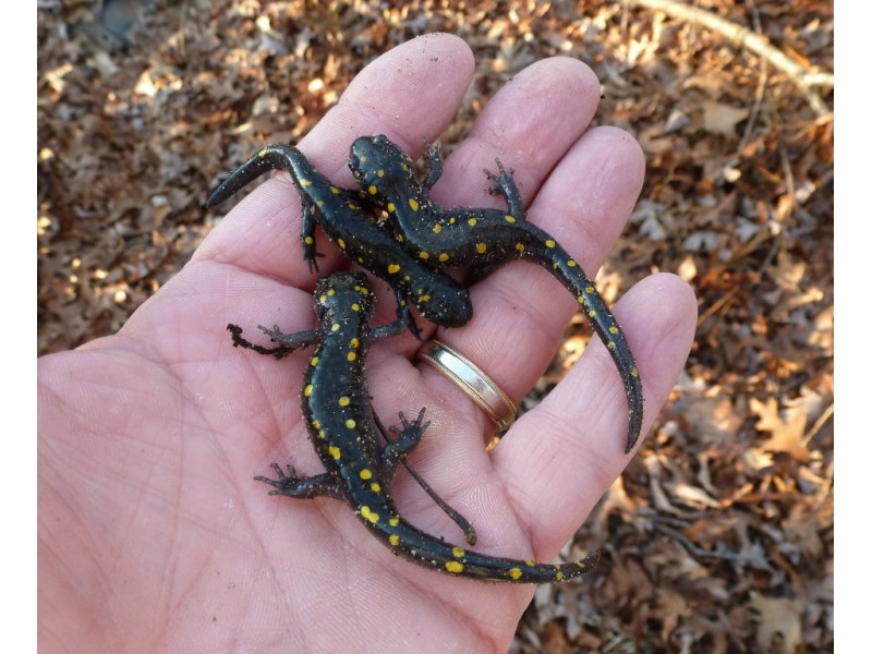 Ever Seen A Spotted Salamander? | East Brunswick, NJ Patch