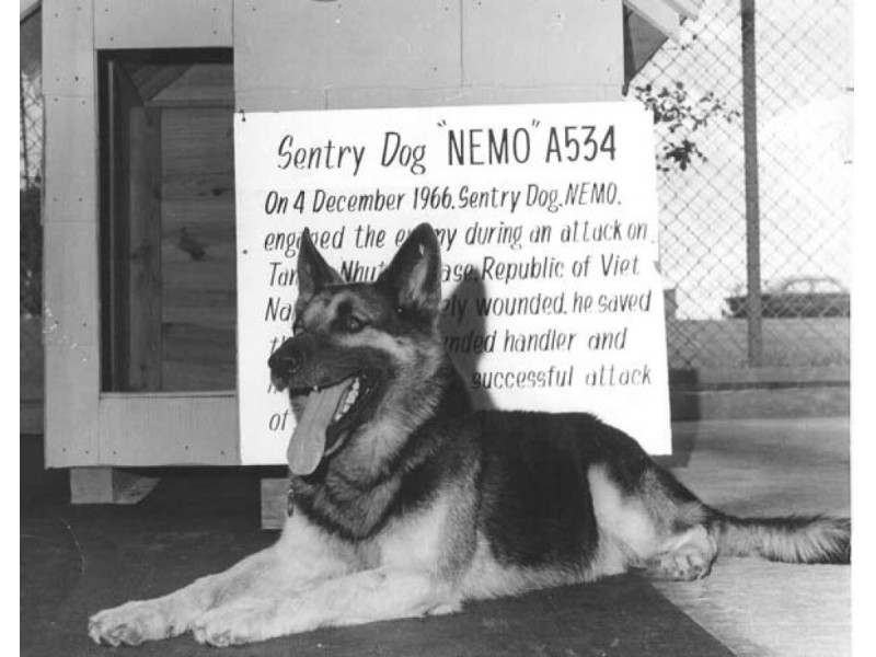 is on flying how allegiant Dogs War Day â Honor In Memorial Of Famous Of 7 is on flying how allegiant Dogs War Day â Honor In Memorial Of Famous Of 7