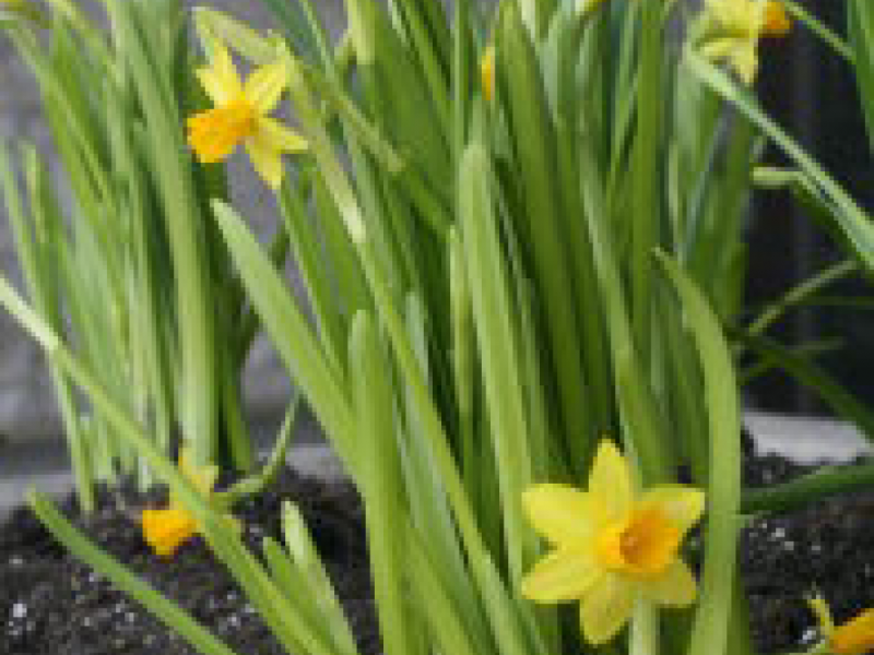 Daffodils to be Planted Along Boston Marathon Route Natick, MA Patch