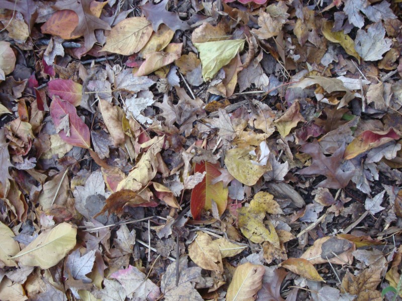 Curbside Yard Waste and Leaf Collection Wakefield, MA Patch