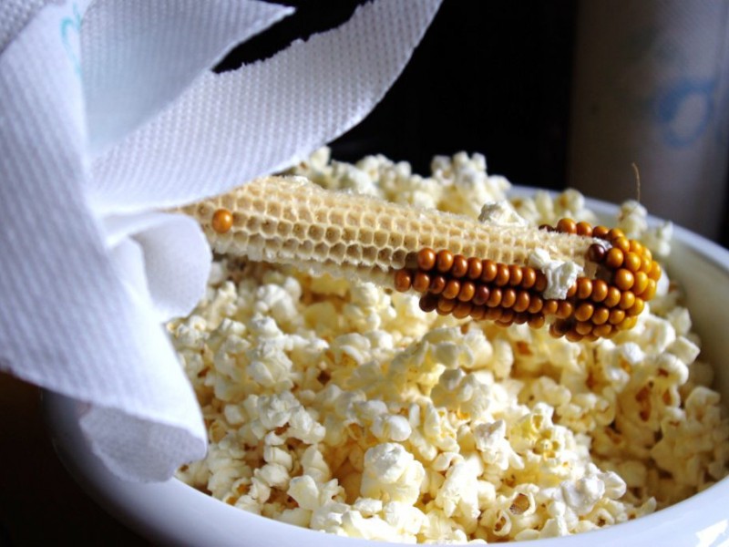 Homemade Farm Fresh Popcorn Popped From Dried Corn On The Cob Homemade Farm Fresh Popcorn Popped From Dried Corn On The Cob