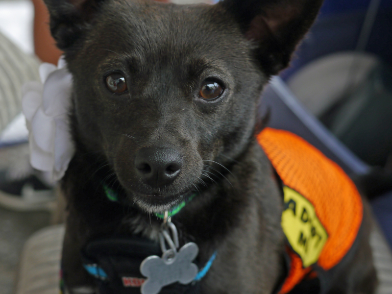 Pet of the Week Tiki Chihuahua, Schipperke Mix Parsippany, NJ Patch