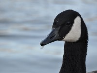 GALLERY: Millers Pond, Alive During Winter - Smithtown, NY ...