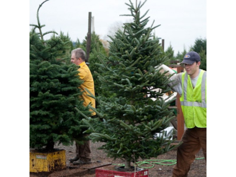 map where you can cut down your own christmas tree map where you can cut down your own christmas tree
