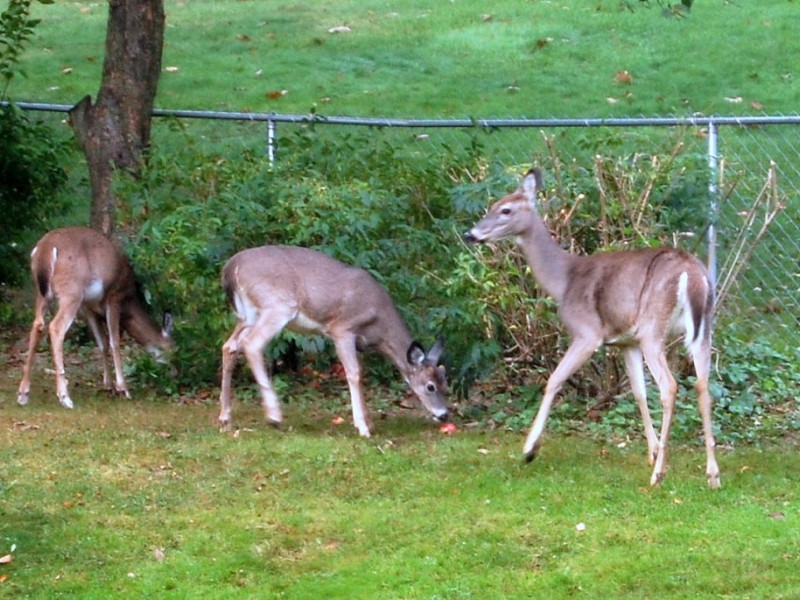 Oh Deer! What Plants, Shrubs and Trees Won't They Eat?  Cranberry, PA